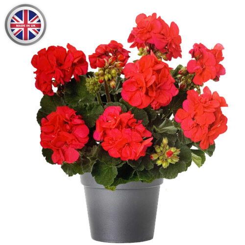 Geranium 10.5cm Pot 6 Pack - 10% Off When Buying 2 Packs+ - Image 14