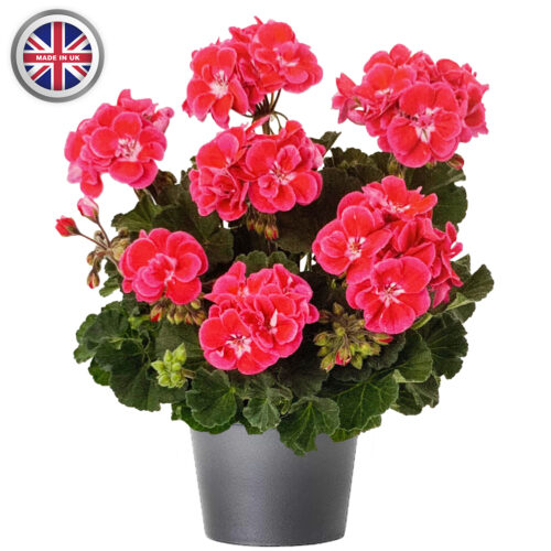 Geranium 10.5cm Pot 6 Pack - 10% Off When Buying 2 Packs+ - Image 13