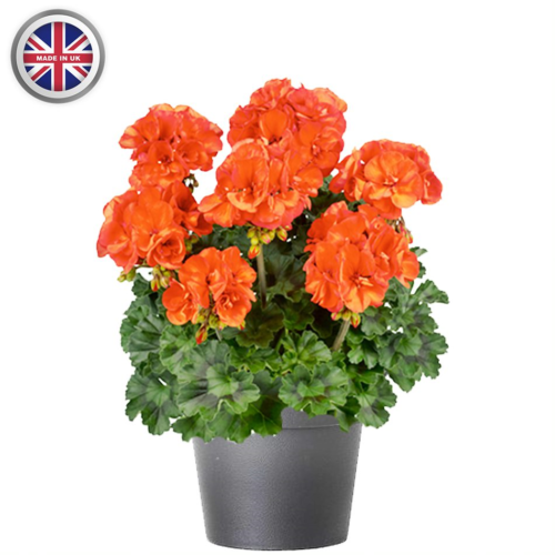 Geranium 10.5cm Pot 6 Pack - 10% Off When Buying 2 Packs+ - Image 6