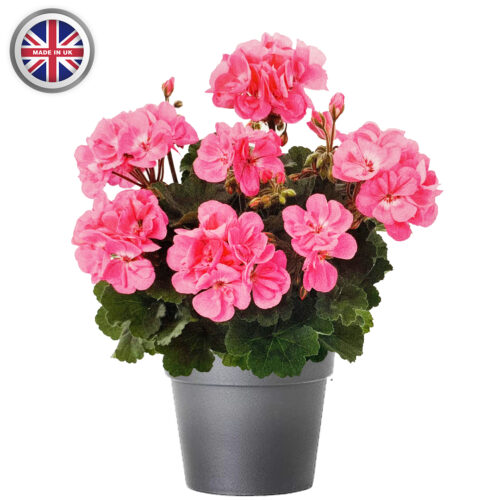 Geranium 10.5cm Pot 6 Pack - 10% Off When Buying 2 Packs+ - Image 12