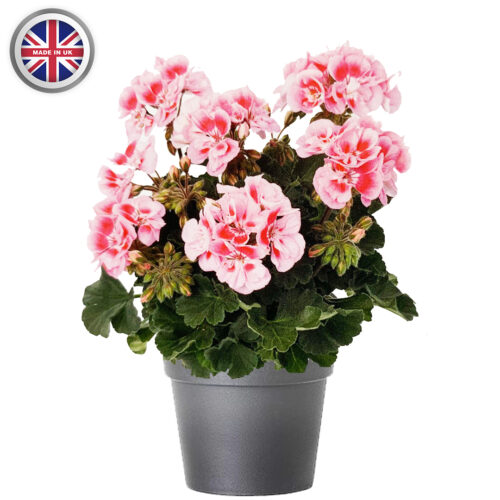 Geranium 10.5cm Pot 6 Pack - 10% Off When Buying 2 Packs+ - Image 11