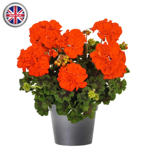 Geranium 10.5cm Pot 6 Pack - 10% Off When Buying 2 Packs+ - Image 10