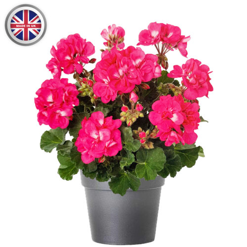 Geranium 10.5cm Pot 6 Pack - 10% Off When Buying 2 Packs+ - Image 9