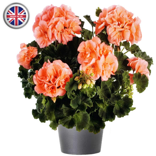 Geranium 10.5cm Pot 6 Pack - 10% Off When Buying 2 Packs+ - Image 8