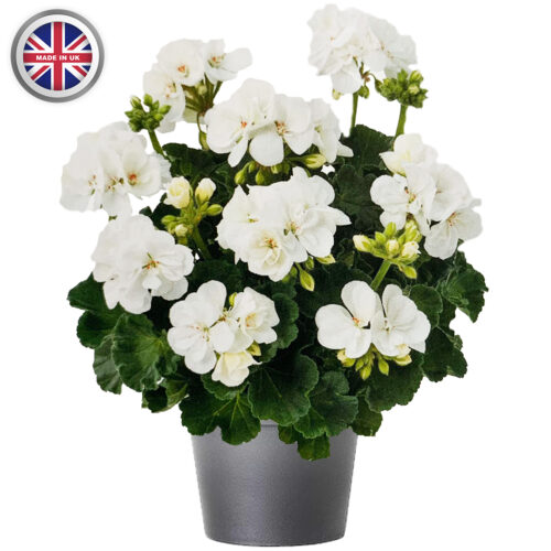 Geranium 10.5cm Pot 6 Pack - 10% Off When Buying 2 Packs+ - Image 7