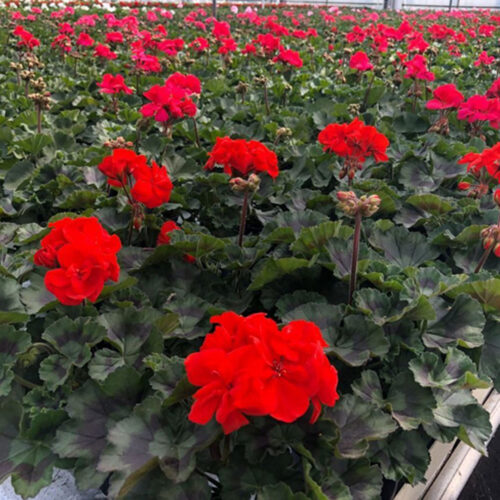 Geranium 10.5cm Pot 6 Pack - 10% Off When Buying 2 Packs+